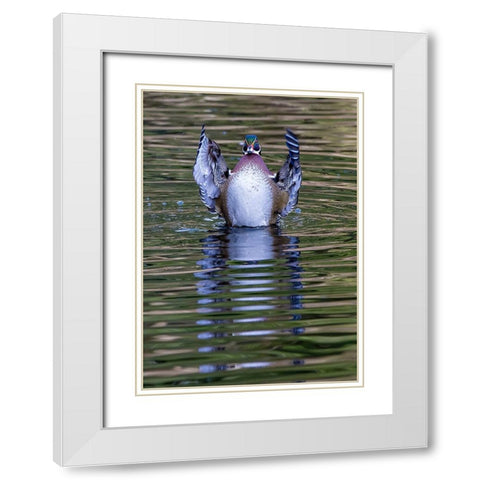 USA- Washington State- Sammamish. Yellow Lake and wood duck Stretching his wings White Modern Wood Framed Art Print with Double Matting by Gulin, Darrell