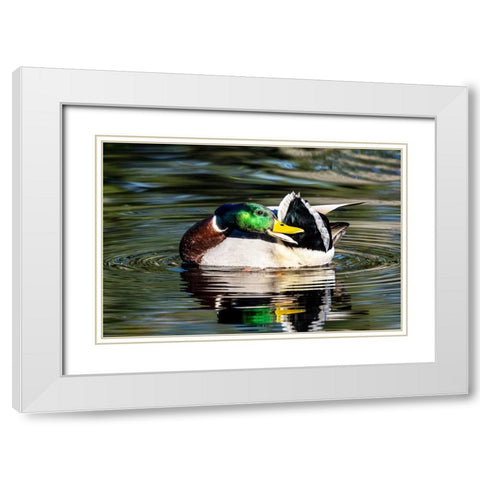 USA- Washington State- Sammamish. preening Mallard Drake duck Yellow lake White Modern Wood Framed Art Print with Double Matting by Gulin, Darrell