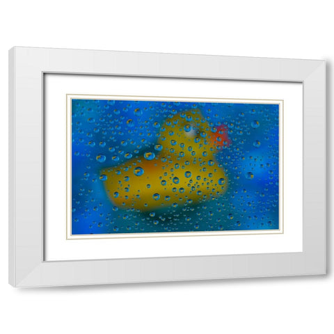 USA- Washington State- Sammamish. Yellow rubber duck in reflections in dew drops White Modern Wood Framed Art Print with Double Matting by Gulin, Darrell