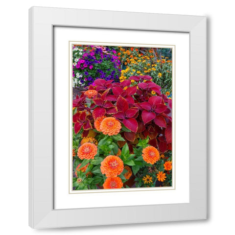 USA- Washington State- Sammamish. Garden with summer annual flowers- with zinnias and coleus- White Modern Wood Framed Art Print with Double Matting by Gulin, Darrell