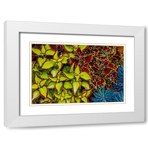 USA- Washington State- Sammamish. Garden with summer annual flowers Coleus White Modern Wood Framed Art Print with Double Matting by Gulin, Darrell