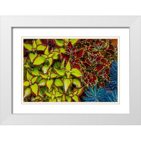 USA- Washington State- Sammamish. Garden with summer annual flowers Coleus White Modern Wood Framed Art Print with Double Matting by Gulin, Darrell