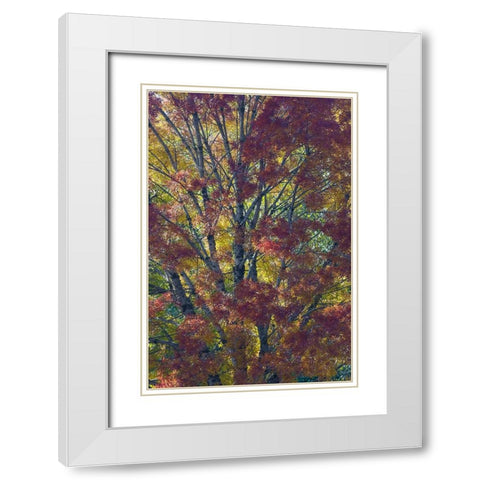USA- Washington State. Near Preston fall colored tree in bronze tones White Modern Wood Framed Art Print with Double Matting by Gulin, Darrell