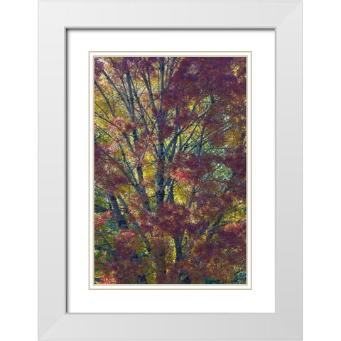 USA- Washington State. Near Preston fall colored tree in bronze tones White Modern Wood Framed Art Print with Double Matting by Gulin, Darrell
