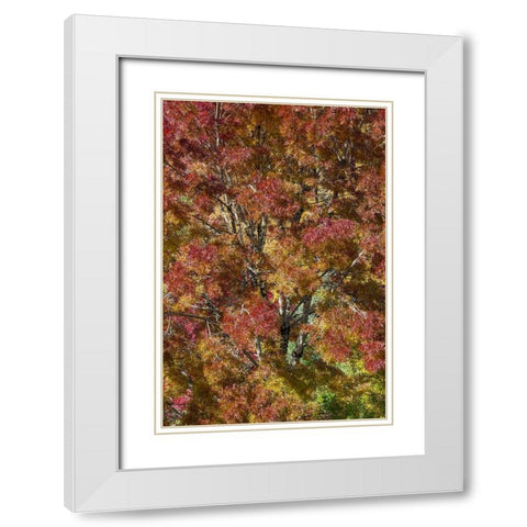 USA- Washington State. Near Preston fall colored tree in bronze tones White Modern Wood Framed Art Print with Double Matting by Gulin, Darrell