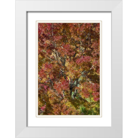 USA- Washington State. Near Preston fall colored tree in bronze tones White Modern Wood Framed Art Print with Double Matting by Gulin, Darrell