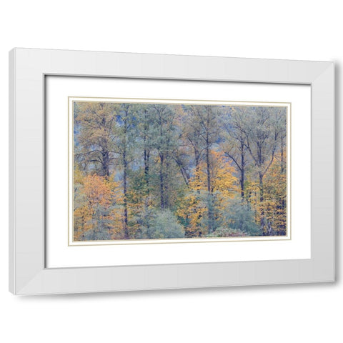 USA- Washington State. Near Preston fall colored trees White Modern Wood Framed Art Print with Double Matting by Gulin, Darrell