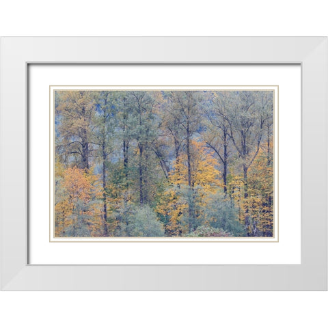 USA- Washington State. Near Preston fall colored trees White Modern Wood Framed Art Print with Double Matting by Gulin, Darrell