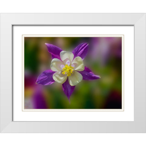 USA- Washington State- Sammamish. Garden with colorful columbine flower White Modern Wood Framed Art Print with Double Matting by Gulin, Darrell
