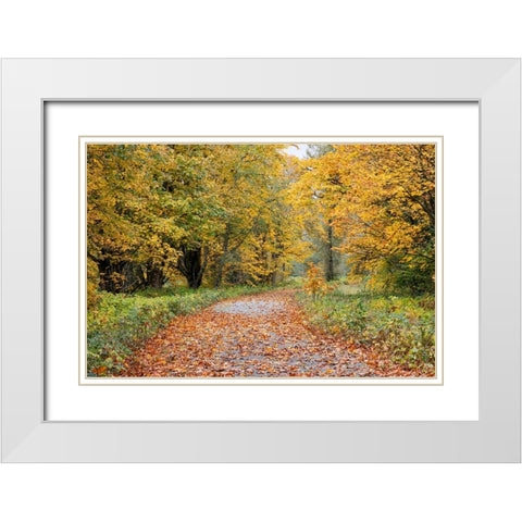 USA- Washington State. Big Leaf Maple trees in autumn colors near Darrington White Modern Wood Framed Art Print with Double Matting by Gulin, Darrell
