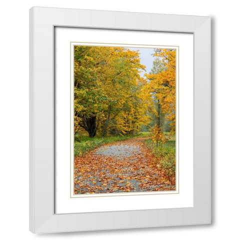 USA- Washington State. Big Leaf Maple trees in autumn colors near Darrington White Modern Wood Framed Art Print with Double Matting by Gulin, Darrell