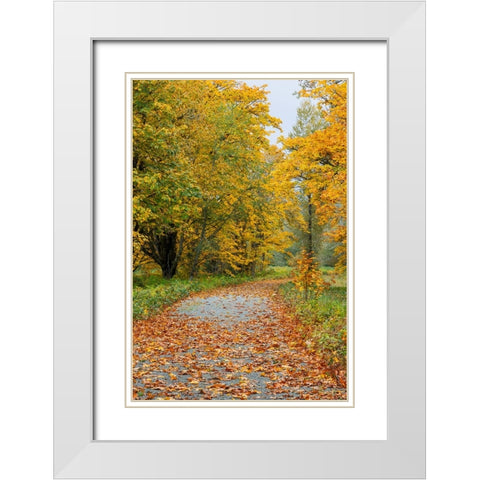 USA- Washington State. Big Leaf Maple trees in autumn colors near Darrington White Modern Wood Framed Art Print with Double Matting by Gulin, Darrell