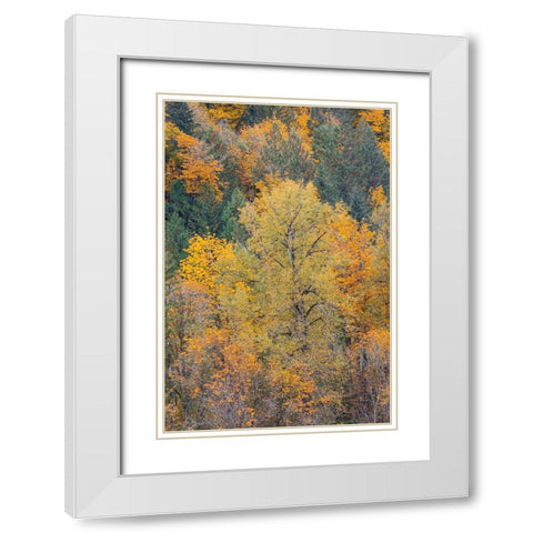 USA- Washington State. Big Leaf Maple trees in autumn colors near Darrington off of Highway 530 White Modern Wood Framed Art Print with Double Matting by Gulin, Darrell