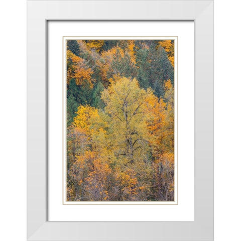 USA- Washington State. Big Leaf Maple trees in autumn colors near Darrington off of Highway 530 White Modern Wood Framed Art Print with Double Matting by Gulin, Darrell