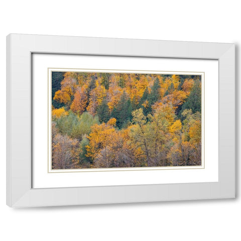 USA- Washington State. Big Leaf Maple trees in autumn colors near Darrington off of Highway 530 White Modern Wood Framed Art Print with Double Matting by Gulin, Darrell