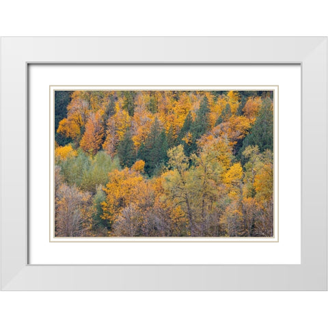 USA- Washington State. Big Leaf Maple trees in autumn colors near Darrington off of Highway 530 White Modern Wood Framed Art Print with Double Matting by Gulin, Darrell