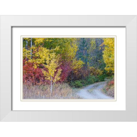 USA- Washington State. Aspens and wild dogwood in fall color near Winthrop and curved grave roadway White Modern Wood Framed Art Print with Double Matting by Gulin, Darrell