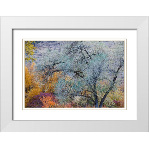 USA- Washington State. Fall color around Pearrygin Lake State Park near Winthrop. White Modern Wood Framed Art Print with Double Matting by Gulin, Darrell