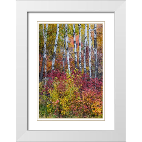 USA- Washington State. Aspens and wild dogwood in fall color near Winthrop White Modern Wood Framed Art Print with Double Matting by Gulin, Darrell