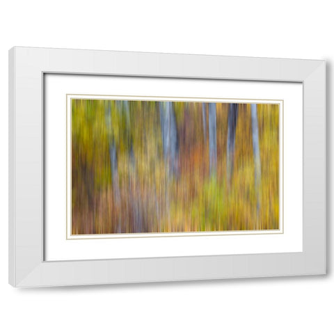 USA- Washington State. Cottonwoods in fall color near Winthrop White Modern Wood Framed Art Print with Double Matting by Gulin, Darrell