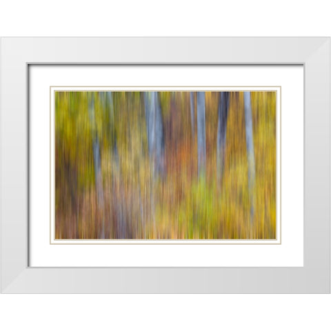 USA- Washington State. Cottonwoods in fall color near Winthrop White Modern Wood Framed Art Print with Double Matting by Gulin, Darrell
