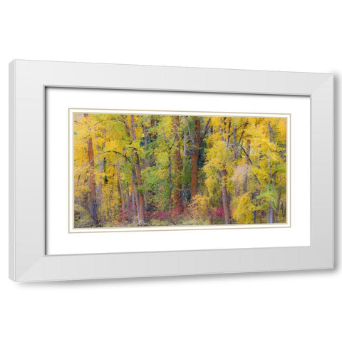 USA- Washington State- Cle Elum. Cottonwoods in autumn along the Yakima River White Modern Wood Framed Art Print with Double Matting by Gulin, Darrell