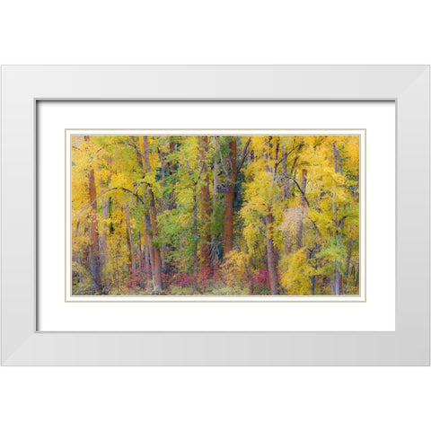 USA- Washington State- Cle Elum. Cottonwoods in autumn along the Yakima River White Modern Wood Framed Art Print with Double Matting by Gulin, Darrell