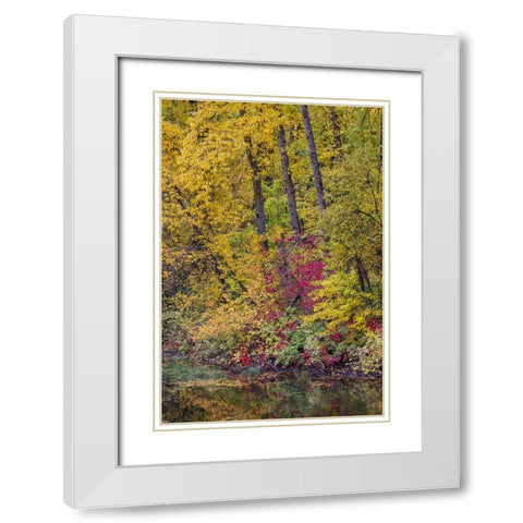 USA- Washington State- small pond near Easton surrounded by fall colored trees White Modern Wood Framed Art Print with Double Matting by Gulin, Darrell