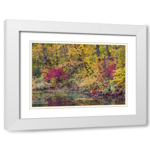 USA- Washington State- small pond near Easton surrounded by fall colored trees White Modern Wood Framed Art Print with Double Matting by Gulin, Darrell
