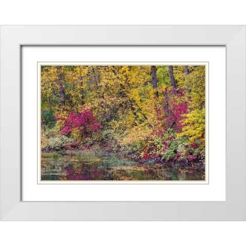 USA- Washington State- small pond near Easton surrounded by fall colored trees White Modern Wood Framed Art Print with Double Matting by Gulin, Darrell