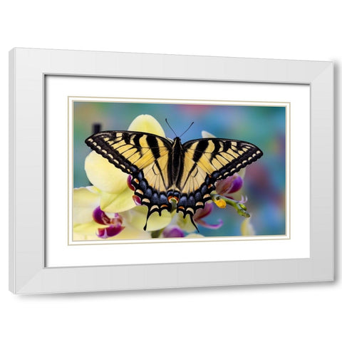 USA- Washington State- Sammamish. Eastern tiger swallowtail butterfly on Orchid White Modern Wood Framed Art Print with Double Matting by Gulin, Darrell