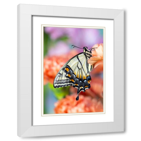 USA- Washington State- Sammamish. Eastern tiger swallowtail butterfly resting on orange carnation White Modern Wood Framed Art Print with Double Matting by Gulin, Darrell