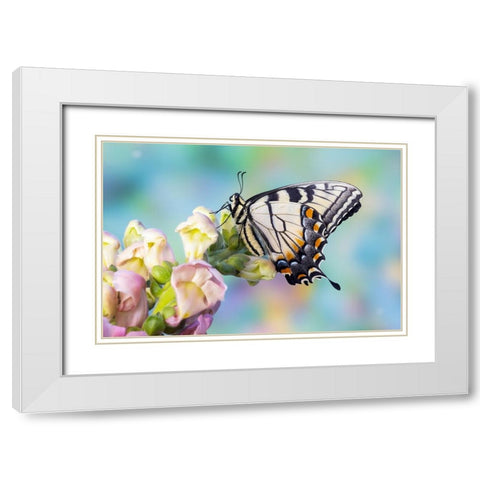 USA- Washington State- Sammamish. Eastern tiger swallowtail butterfly on Snapdragon White Modern Wood Framed Art Print with Double Matting by Gulin, Darrell