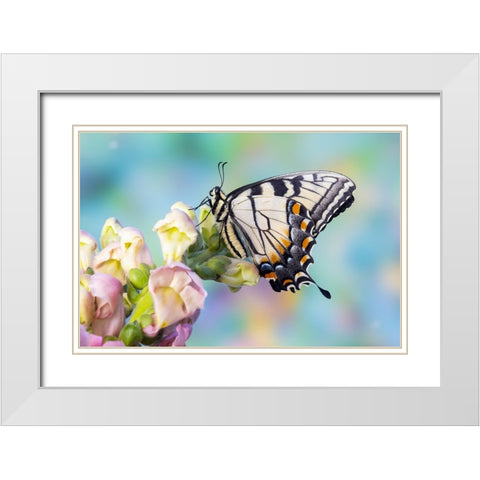 USA- Washington State- Sammamish. Eastern tiger swallowtail butterfly on Snapdragon White Modern Wood Framed Art Print with Double Matting by Gulin, Darrell