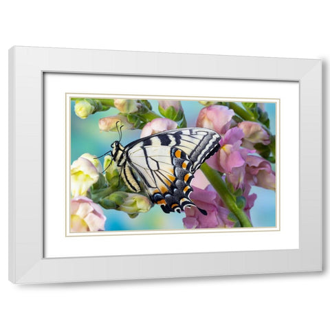 USA- Washington State- Sammamish. Eastern tiger swallowtail butterfly on Snapdragon White Modern Wood Framed Art Print with Double Matting by Gulin, Darrell