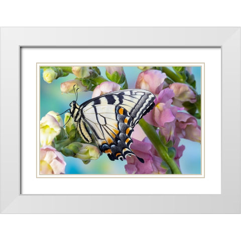 USA- Washington State- Sammamish. Eastern tiger swallowtail butterfly on Snapdragon White Modern Wood Framed Art Print with Double Matting by Gulin, Darrell