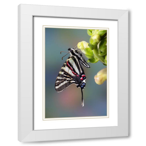 USA- Washington State- Sammamish. Zebra swallowtail butterfly on Snapdragon White Modern Wood Framed Art Print with Double Matting by Gulin, Darrell