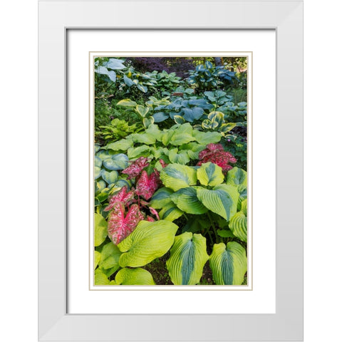 USA- Washington State- Sammamish. shade garden with Caladiums- Hosta. White Modern Wood Framed Art Print with Double Matting by Gulin, Darrell