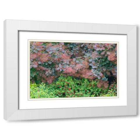 USA- Washington State. Bellevue Botanical garden smoke bush and fuchsia in bloom White Modern Wood Framed Art Print with Double Matting by Gulin, Darrell