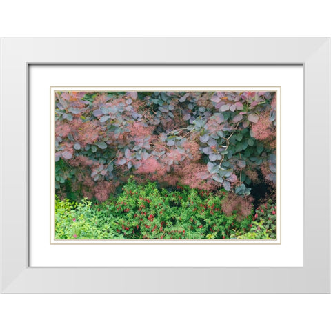 USA- Washington State. Bellevue Botanical garden smoke bush and fuchsia in bloom White Modern Wood Framed Art Print with Double Matting by Gulin, Darrell