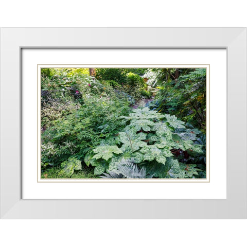 USA- Washington State. Bellevue Botanical garden and shade garden White Modern Wood Framed Art Print with Double Matting by Gulin, Darrell