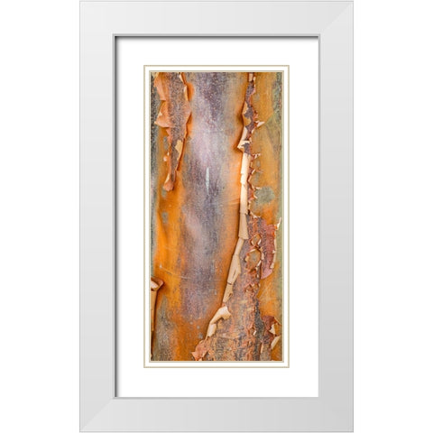 USA- Washington State. Bellevue Botanical garden and tree bark White Modern Wood Framed Art Print with Double Matting by Gulin, Darrell