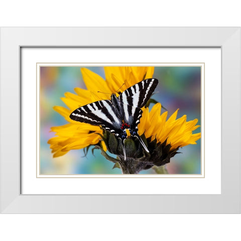 USA- Washington State- Sammamish. Zebra swallowtail butterfly on sunflower White Modern Wood Framed Art Print with Double Matting by Gulin, Darrell