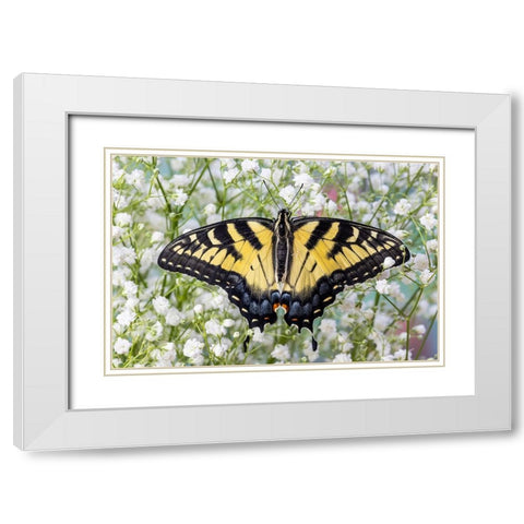 USA- Washington State- Sammamish. Eastern tiger swallowtail butterfly White Modern Wood Framed Art Print with Double Matting by Gulin, Darrell