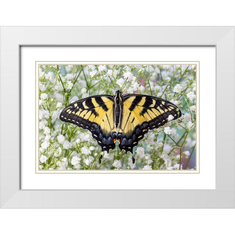 USA- Washington State- Sammamish. Eastern tiger swallowtail butterfly White Modern Wood Framed Art Print with Double Matting by Gulin, Darrell