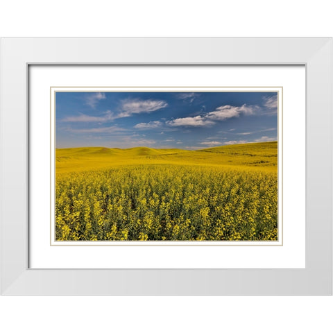USA- Washington State- Palouse. Springtime landscape and Canola fields White Modern Wood Framed Art Print with Double Matting by Gulin, Darrell