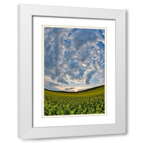 USA- Washington State- Palouse. Springtime landscape and Canola fields White Modern Wood Framed Art Print with Double Matting by Gulin, Darrell
