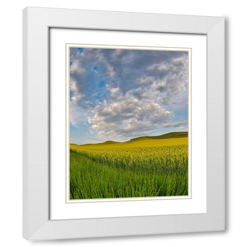 USA- Washington State- Palouse. Springtime landscape and Canola fields White Modern Wood Framed Art Print with Double Matting by Gulin, Darrell