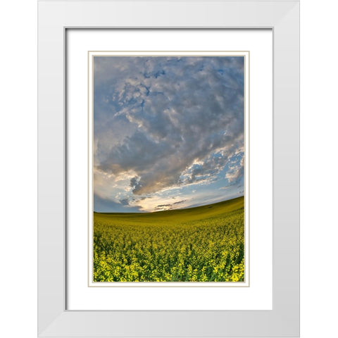 USA- Washington State- Palouse. Springtime landscape and Canola fields White Modern Wood Framed Art Print with Double Matting by Gulin, Darrell