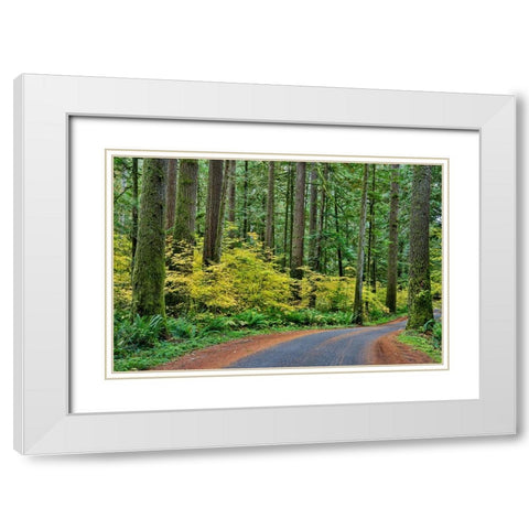 USA- Washington State- Darrington. Curved roadway in autumn forest of fir and vine maple trees White Modern Wood Framed Art Print with Double Matting by Gulin, Darrell